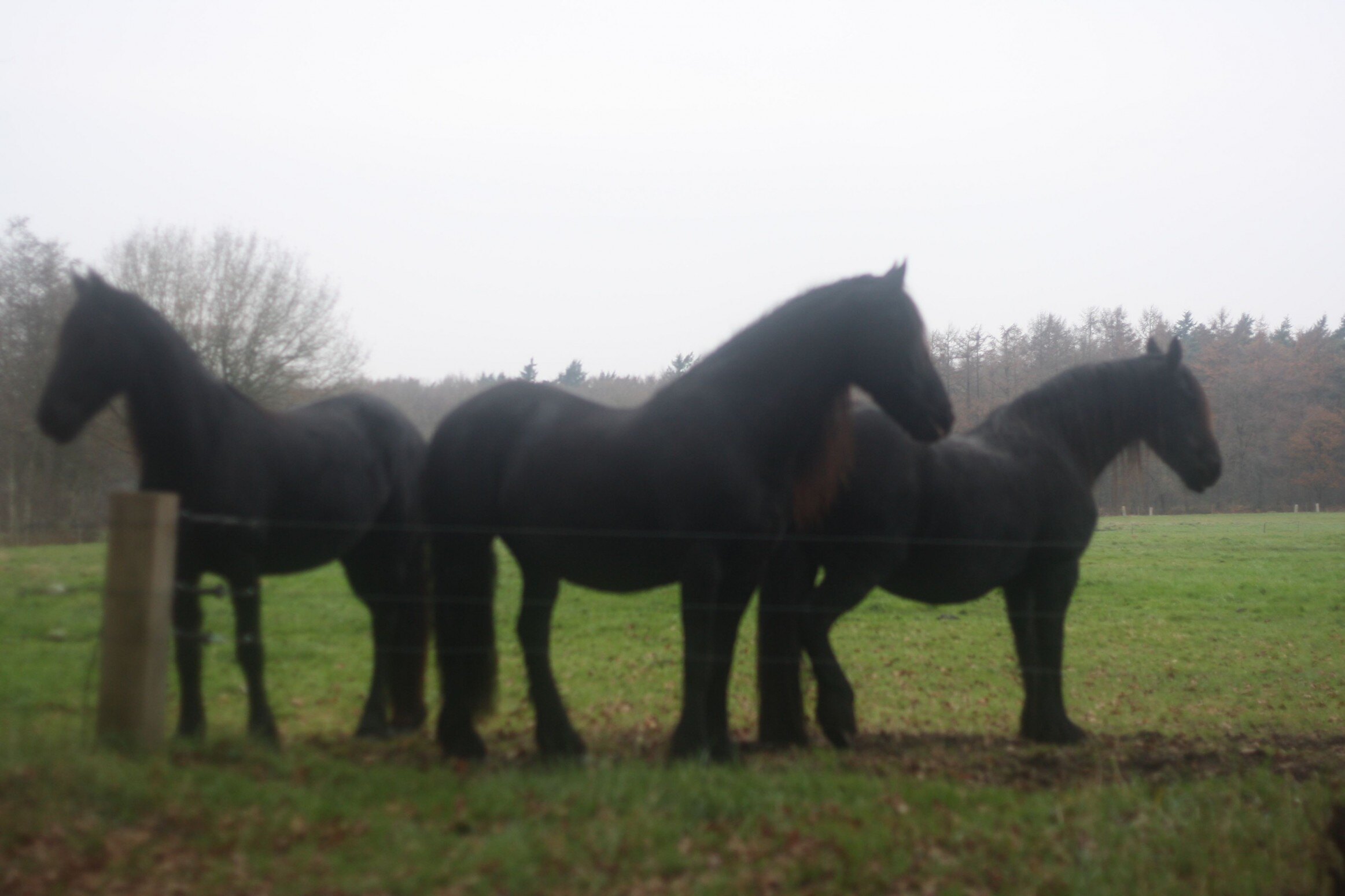Friese paarden in de schemer